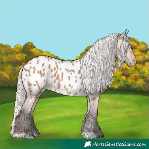 Horse Color:Silver Brown Dun Appaloosa 