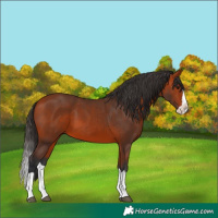 Horse Color:Bay Splash 