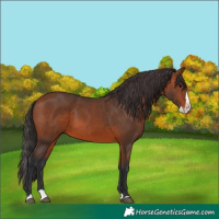 Horse Color:Bay Splash