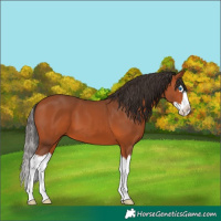 Horse Color:Bay Splash