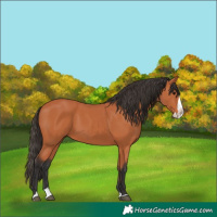 Horse Color:Bay Splash