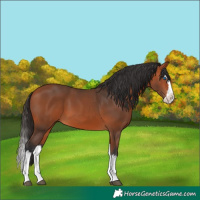 Horse Color:Bay Splash 