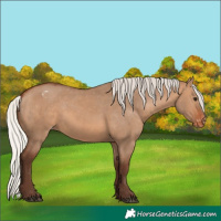 Horse Color:Silver Brown Dun Appaloosa