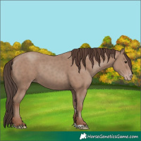 Horse Color:Classic Champagne