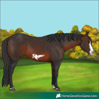 Horse Color:Brown Splash Frame