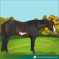 Horse Color:Brown Splash Frame 