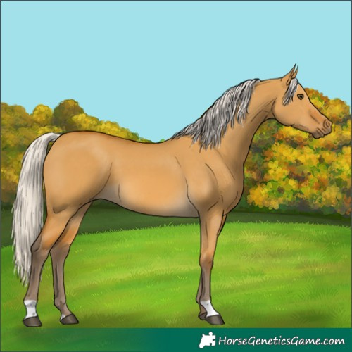 Horse Color:Silver Buckskin Dun 