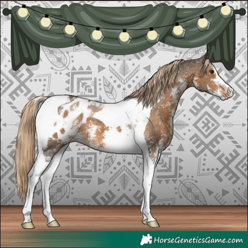 Horse Color:Chocolate Palomino Sabino Tobiano Blanket 
