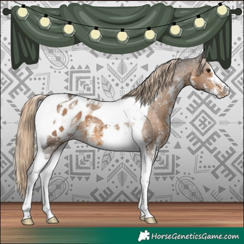 Horse Color:Chocolate Palomino Sabino Tobiano Appaloosa 