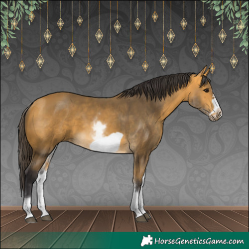 Horse Color:White Spotted Buckskin Frame 