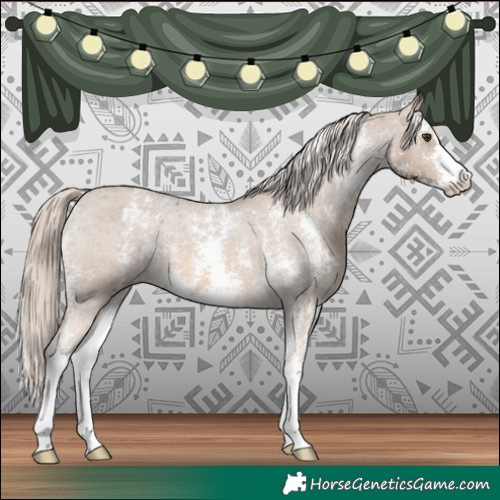Horse Color:Chocolate Palomino Sabino Appaloosa 