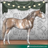 Horse Color:Chocolate Palomino Sabino Appaloosa
