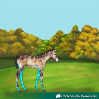 Horse Color:Plaid  White Spotted Brown Onyx Rabicano 