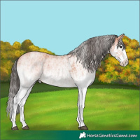 Horse Color:White Spotted Bay Splash  and White Spotted Bay Roan Splash 