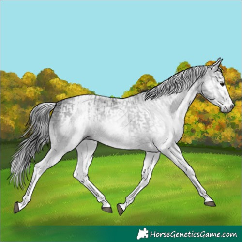 Horse Color:Gray White Spotted Black  and Gray White Spotted Black Splash 