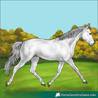 Horse Color:Gray White Spotted Black and Gray White Spotted Black Splash