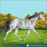 Horse Color:Gray White Spotted Black  and Gray White Spotted Black Splash 
