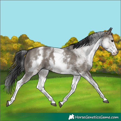 Horse Color:White Spotted Grullo 