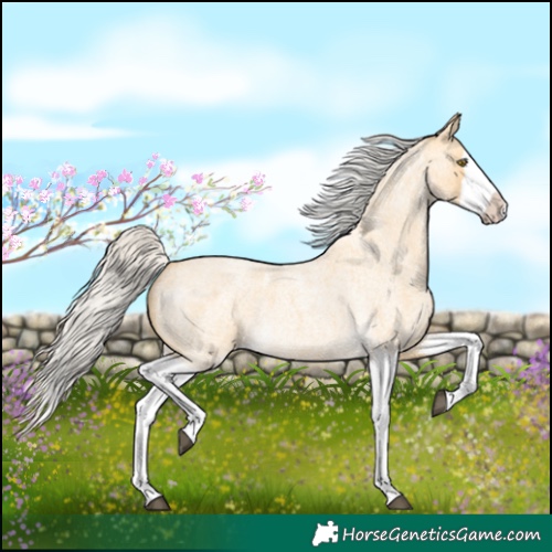 Horse Color:Silver Buckskin Roan Splash