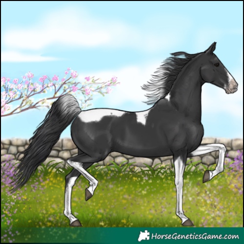Horse Color:Black Splash Tobiano Frame