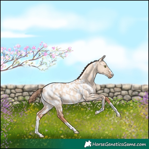 Horse Color:White Spotted Gold Champagne Dun Appaloosa 