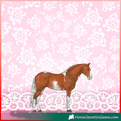 Horse Color:White Spotted Silver Bay Splash Tobiano