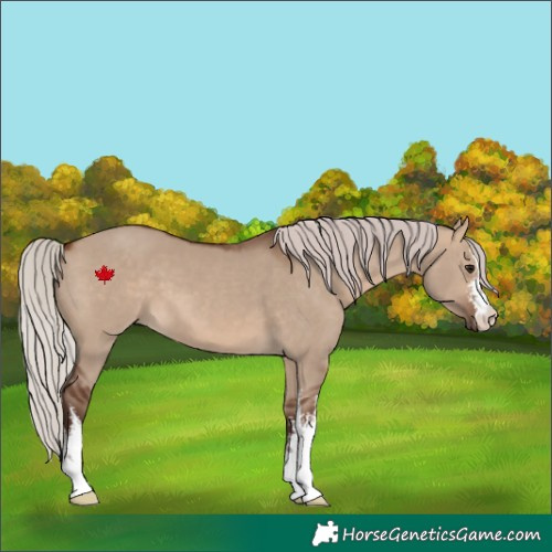 Horse Color:White Spotted Silver Brown Dun 