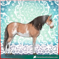 Horse Color:White Spotted Bay Sabino Frame 