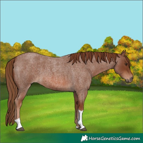 Horse Color:Red Roan Tobiano 