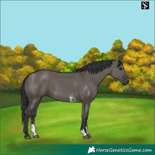 Horse Color:Grullo Sabino Rabicano 