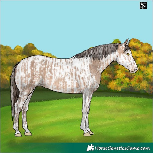 Horse Color:Amber Champagne Sabino Tobiano Appaloosa  and Amber Champagne Sabino Splash Tobiano Appaloosa 