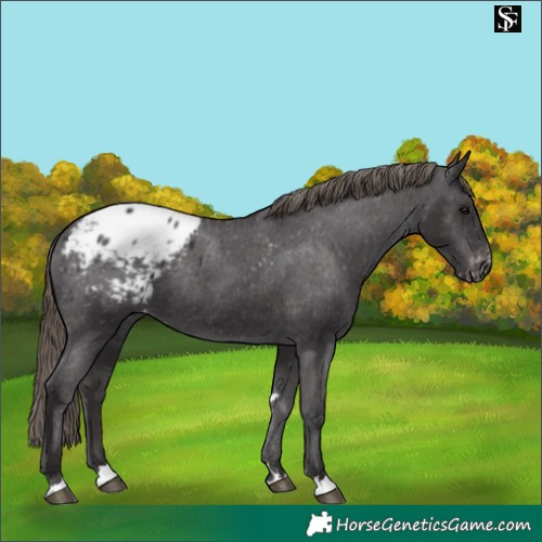 Horse Color:Smoky Black Appaloosa Rabicano 
