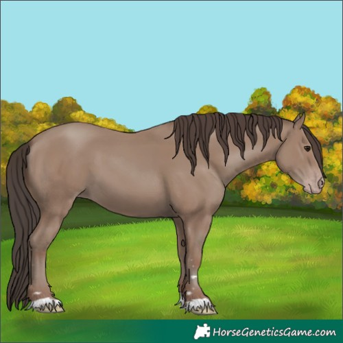 Horse Color:Classic Champagne 