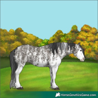 Horse Color:Grullo Sabino Splash  and Grullo Sabino Splash 