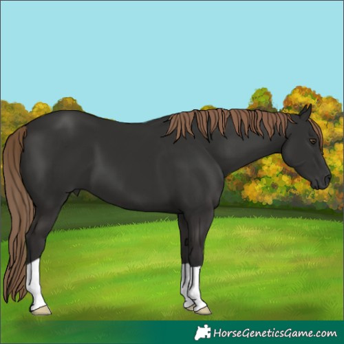 Horse Color:Liver Chestnut 