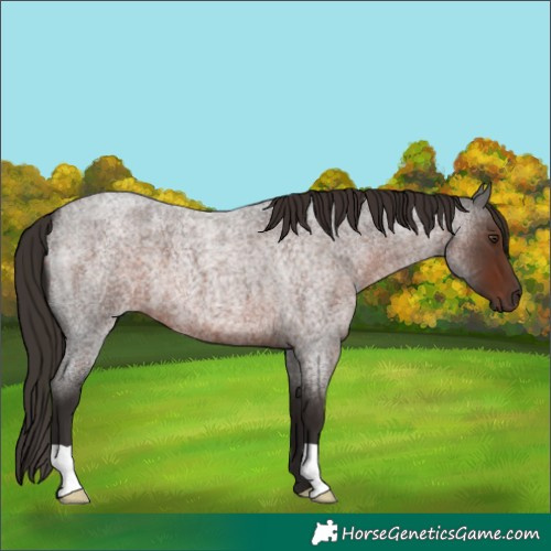 Horse Color:Liver Red Roan 