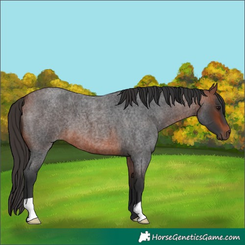 Horse Color:Bay Roan 