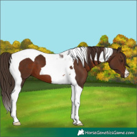 Horse Color:Liver Chestnut Tobiano