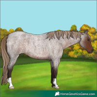 Horse Color:Liver Red Roan