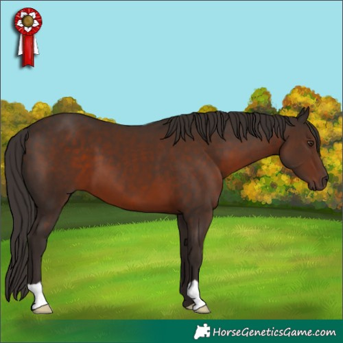 Horse Color:Liver Chestnut 