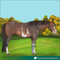 Horse Color:Bay Sabino