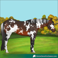 Horse Color:White Spotted Brown 