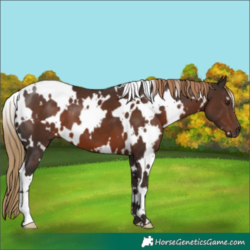 Horse Color:White Spotted Liver Chestnut 