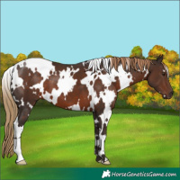 Horse Color:White Spotted Liver Chestnut