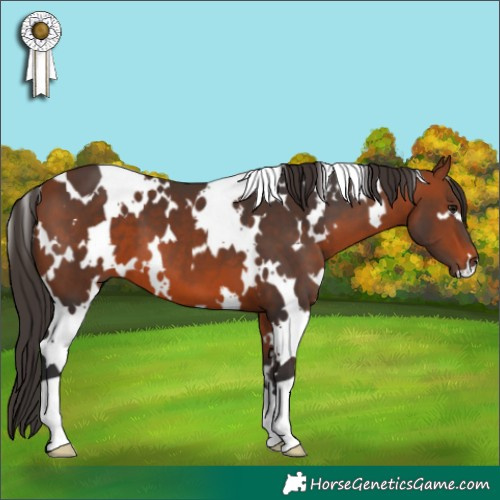 Horse Color:White Spotted Bay 