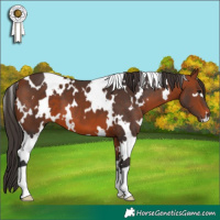 Horse Color:White Spotted Bay 