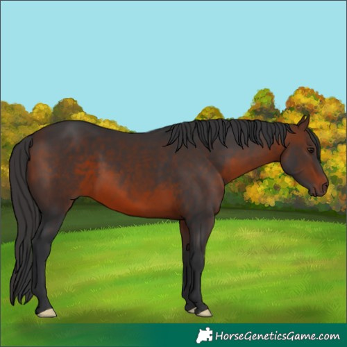 Horse Color:Brown 