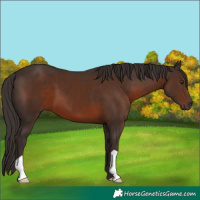 Horse Color:Liver Chestnut 