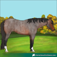 Horse Color:Brown Roan