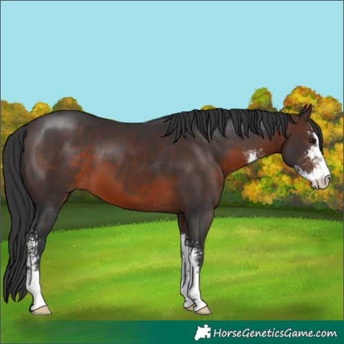 Horse Color:Brown Sabino 